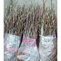 桂花苗、香樟苗、桃子苗、等各種綠化苗木及種子