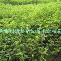 綠化苗木 工程苗 八月桂花樹(shù)苗 批發(fā)八月桂花樹(shù)苗