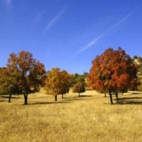 翼添苗木大量出售一年生五角楓小苗