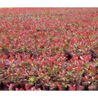 紅葉石楠小苗價(jià)格櫻花小苗價(jià)格