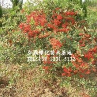 供應(yīng)火棘苗，火棘苗價(jià)格，火棘苗規(guī)格齊全