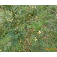 大量提供開黃花的四季桂