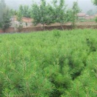 兩年生小苗白皮松,華山松,國槐