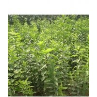絲棉木小苗，絲棉木苗價格，絲棉木苗