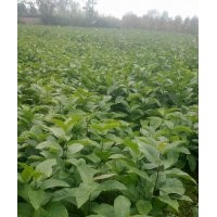 辛夷小苗，辛夷苗價格，辛夷苗