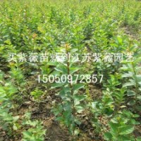 紅花紫薇苗赤薇苗 紫薇樹苗 百日紅苗癢癢樹苗批發(fā)