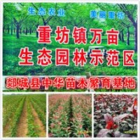 郯城縣中華苗木繁育基地