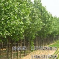 火炬樹保定海源供應(yīng)