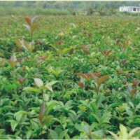 今秋明春桂花苗批發(fā)銷售