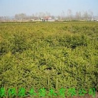 康禾苗木直供 四年生杯栽云杉苗50-80cm