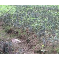 成都紅豆杉盆景，成都曼地亞紅豆杉盆景、成都紅豆杉出售