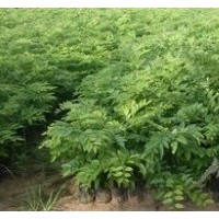 海南黃花梨，海南黃花梨小苗，海南黃花價格，黃花梨