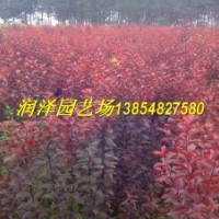 山東紅葉李苗，山東紅葉李苗價格，2013年綠化苗價格
