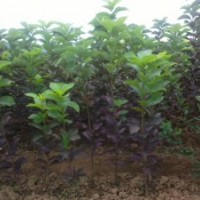 優(yōu)質(zhì)加拿大紅櫻，紅葉李，金葉復(fù)葉槭，紫葉矮櫻