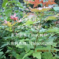 五角楓苗優(yōu)質(zhì)五角槭苗彩葉樹種苗盡在江蘇紫薇園藝