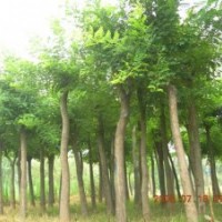 速生楊 紅葉楊 刺槐 國槐 紫穗槐 香花槐