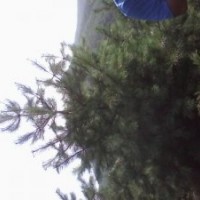 綠洲苗圃華山松3.5-----4米