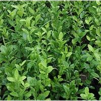 大量供應(yīng)冬青苗，冬青球，冬青條