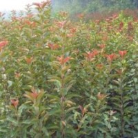 供應(yīng)北美海棠 西府海棠樹(shù)苗 北美海棠