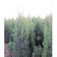 供應(yīng)竹柳 蜀儈、櫻花