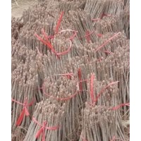 大量銀杏小苗低價(jià)出售