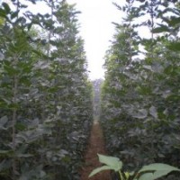 專供1--3米高白蠟小苗