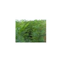 我基地國槐苗 花椒苗 刺槐苗 皂角苗 紫穗槐大量出售