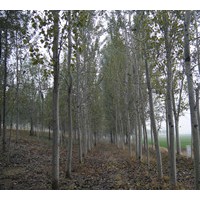 千頭椿、國槐、刺槐、香花槐、榆樹、合歡