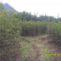 低價(jià)處理一批8月桂花大苗