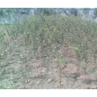 供應(yīng)小葉雞爪槭二年苗