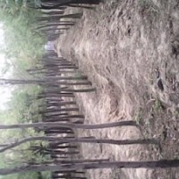 5公分國槐價格80元貨源一級