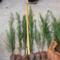 南方紅豆杉杯苗40-90