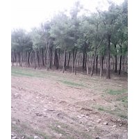 山東7公分國槐價格多少錢、7公分國槐現(xiàn)在什么價格