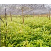 江西金絲楠小苗 小葉楨楠價格