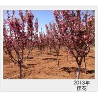 皇家雨點(diǎn)海棠王族海棠光輝海棠紫葉稠李紅葉李金葉復(fù)葉槭