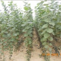 大量供應(yīng)窄冠楊（毛芯楊）小苗