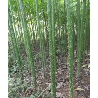 美麗異木棉小苗