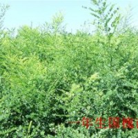 大量供應(yīng)國(guó)槐苗子