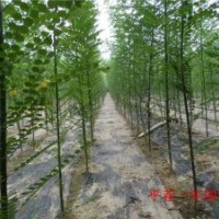 大量供應(yīng)國(guó)槐一年苗子