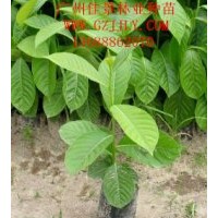 大葉紫薇營養(yǎng)苗大葉紫薇種子供應(yīng)大葉紫薇價格優(yōu)惠