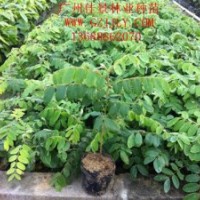 買花旗木樹苗花旗木種苗花旗木種子到廣州佳景苗圃