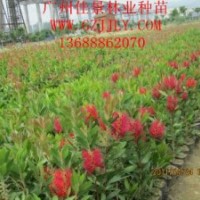 美花紅千層批發(fā)商供應(yīng)優(yōu)質(zhì)美花紅千層營養(yǎng)苗、種子量大從優(yōu)