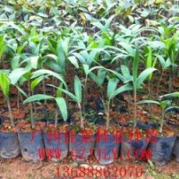 狐尾椰子營養(yǎng)苗狐尾椰子小袋苗狐尾椰子種子質(zhì)優(yōu)價廉