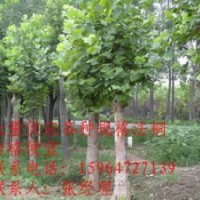 供應(yīng)大量速生法桐小苗