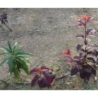 青島紫葉李小苗