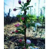 嫁接好當(dāng)年開(kāi)花結(jié)果的【八棱海棠小苗】