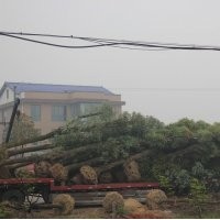 專供五角楓，蘋果樹，國槐苗等