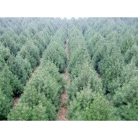 專供五角楓，蘋果樹，國槐等