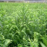 紅豆杉小苗價(jià)格南方紅豆杉小苗