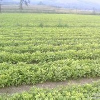 供應(yīng)銀杏苗 丹東